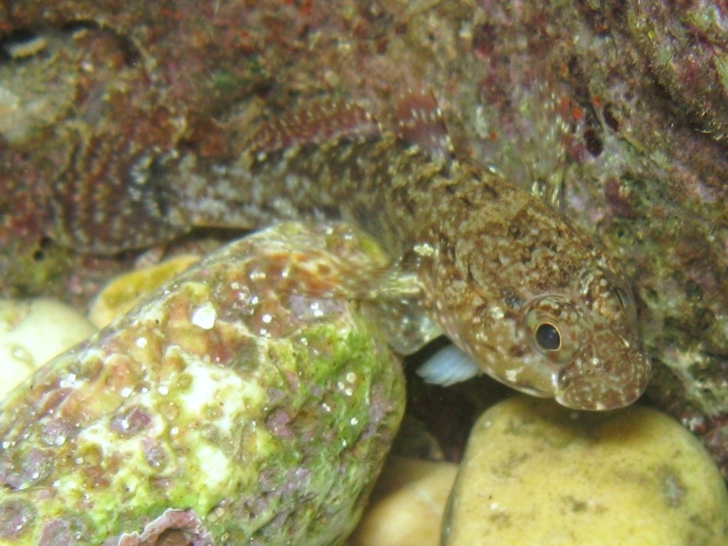 Gobius paganellus e Gobius cobitis